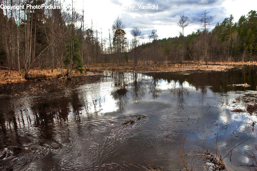 Land, Marsh, Pond, Swamp, Water, Outdoors