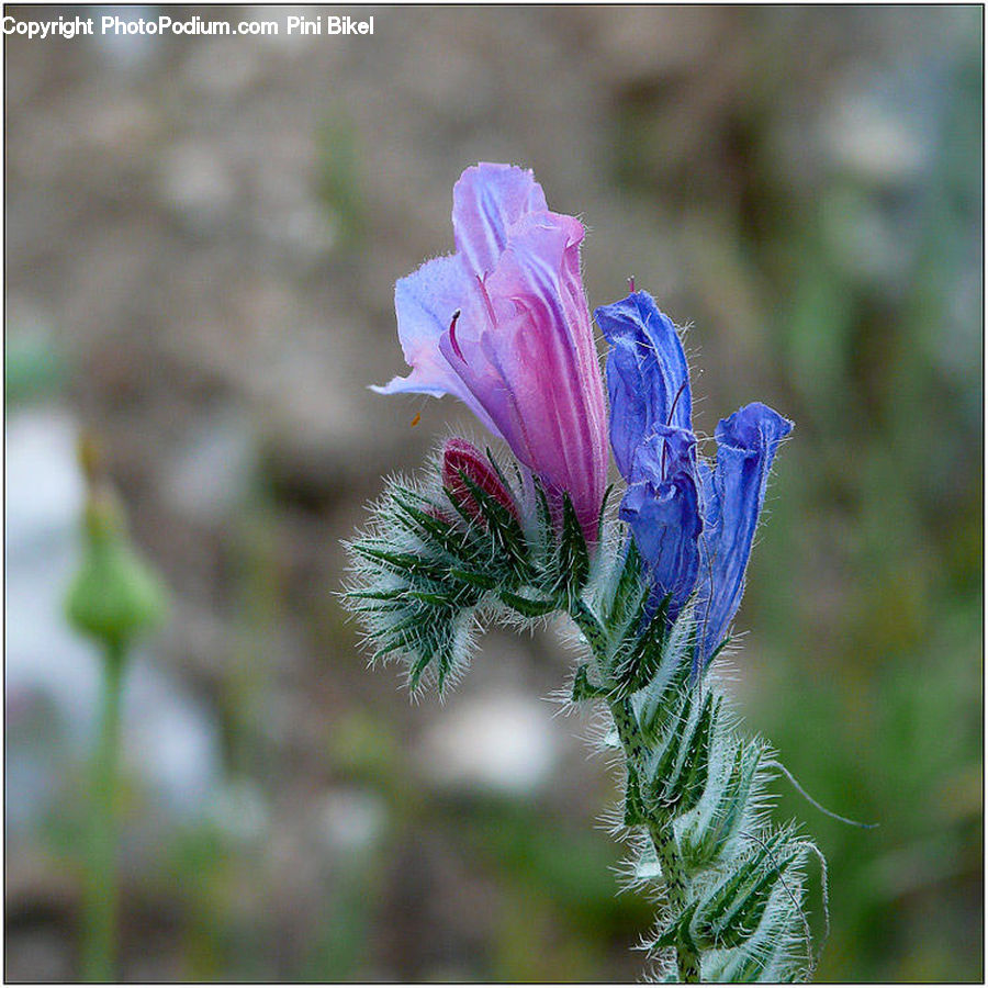 Blossom, Flora, Flower, Geranium, Plant, Bud, Aster