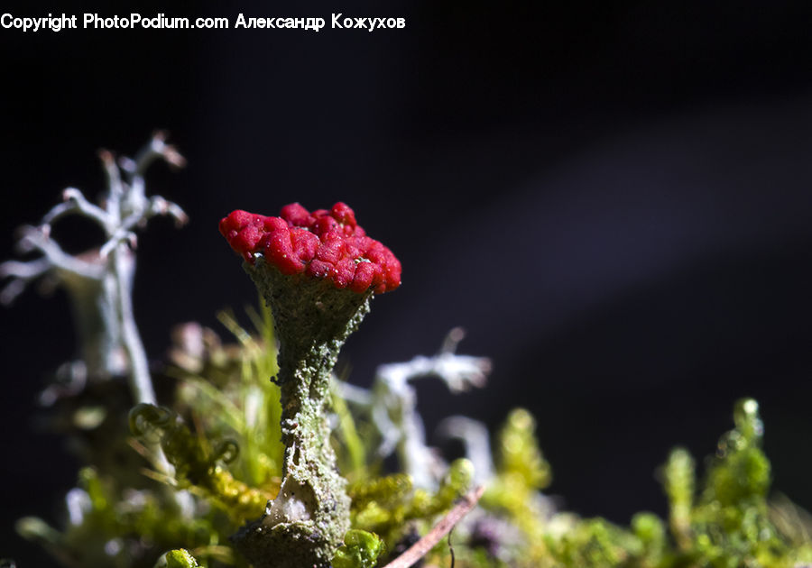 Algae, Blossom, Flora, Flower, Geranium, Plant, Hibiscus
