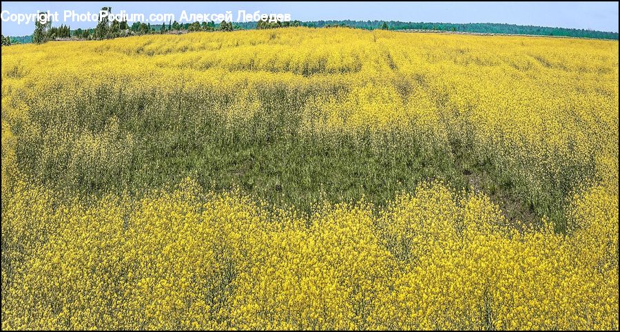 Field, Grass, Grassland, Land, Outdoors, Plant, Grain
