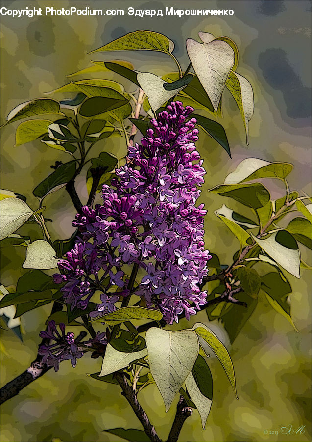 Blossom, Flower, Lilac, Plant, Floral Design, Flower Arrangement, Flower Bouquet