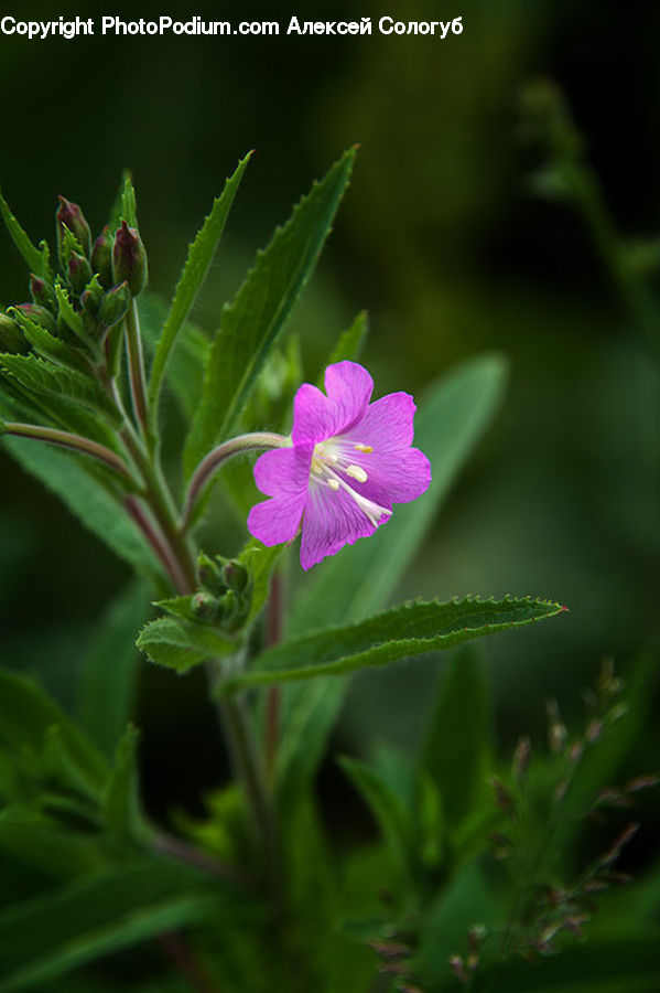 Blossom, Flora, Flower, Geranium, Plant