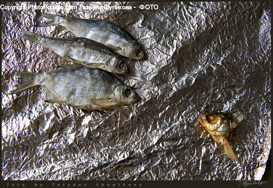 Carp, Fish, Sea Life, Herring, Sardine