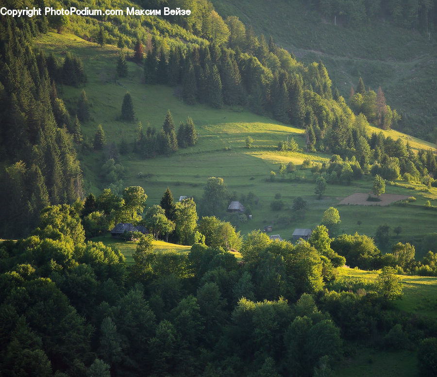 Conifer, Fir, Plant, Tree, Aerial View, Forest, Vegetation