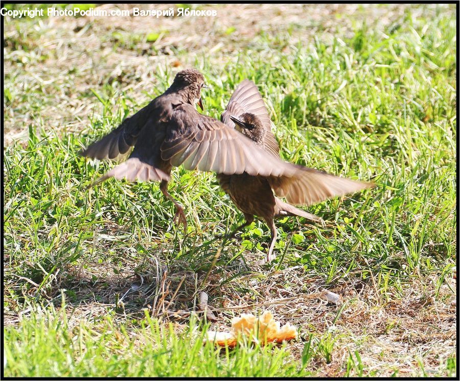 Bird, Kite Bird