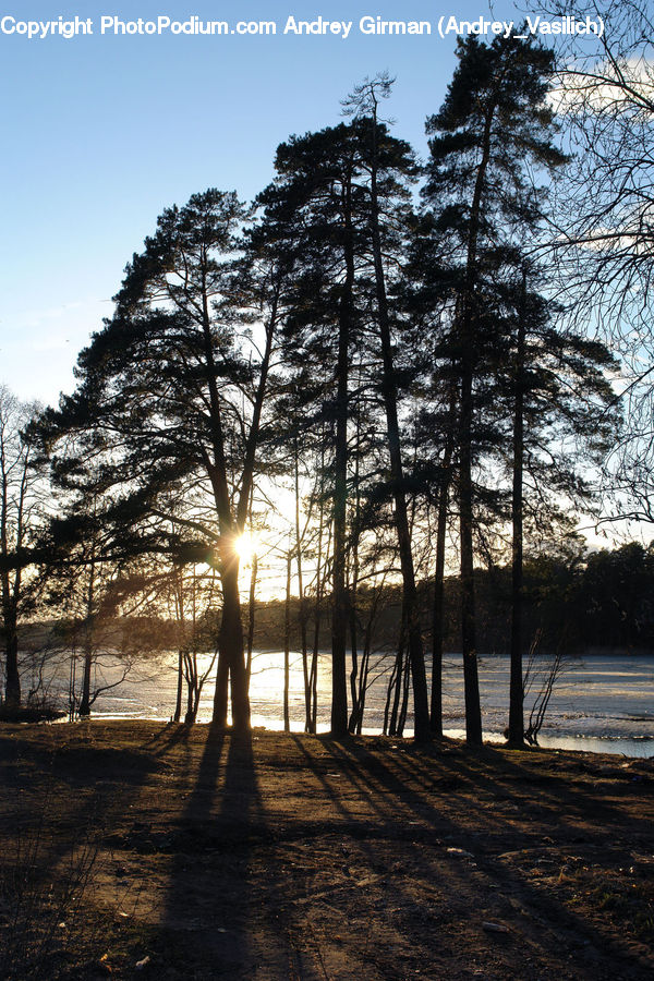Conifer, Fir, Plant, Tree, Forest, Grove, Land
