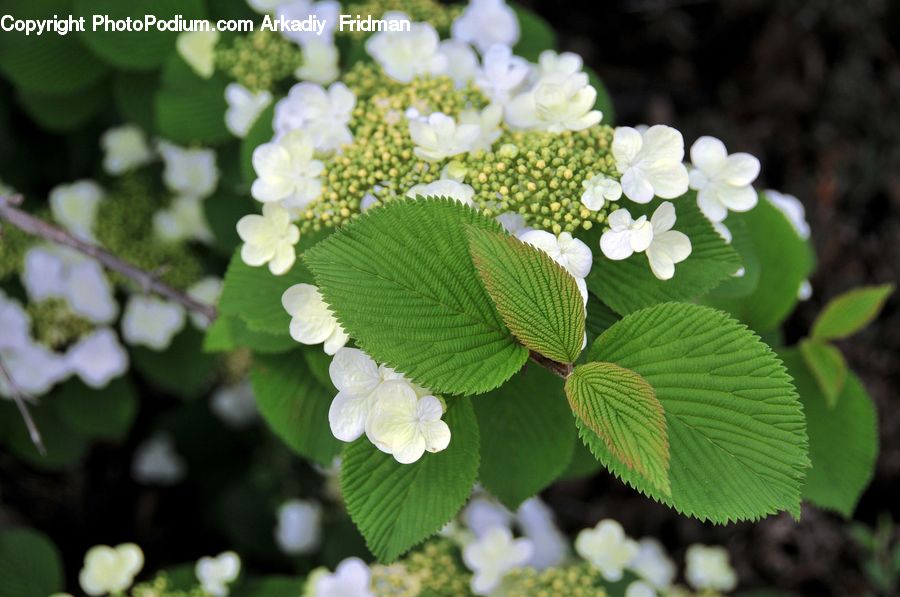 Plant, Blossom, Flora, Flower, Geranium, Bush, Vegetation