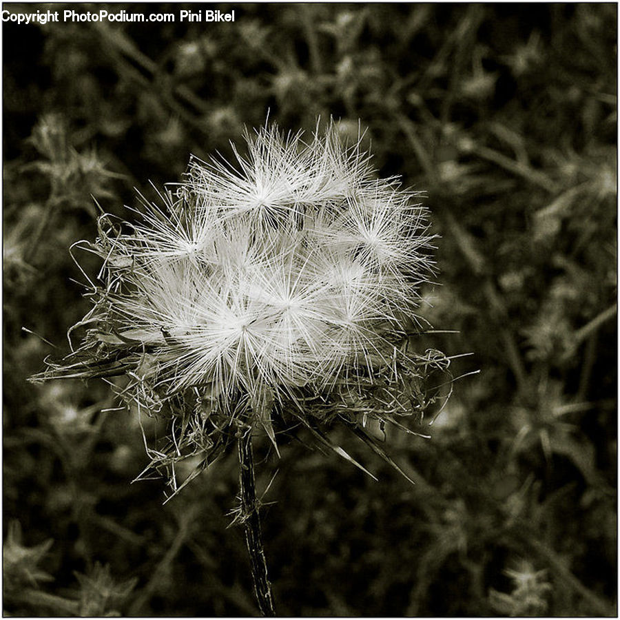 Dandelion, Flower, Plant, Blossom, Flora, Field, Grass