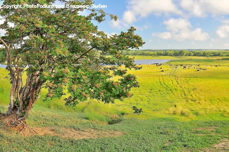 Field, Grass, Grassland, Land, Outdoors, Savanna, Dirt Road