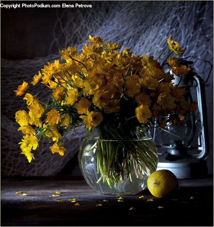 Plant, Potted Plant, Flower, Mimosa, Jar, Porcelain, Vase