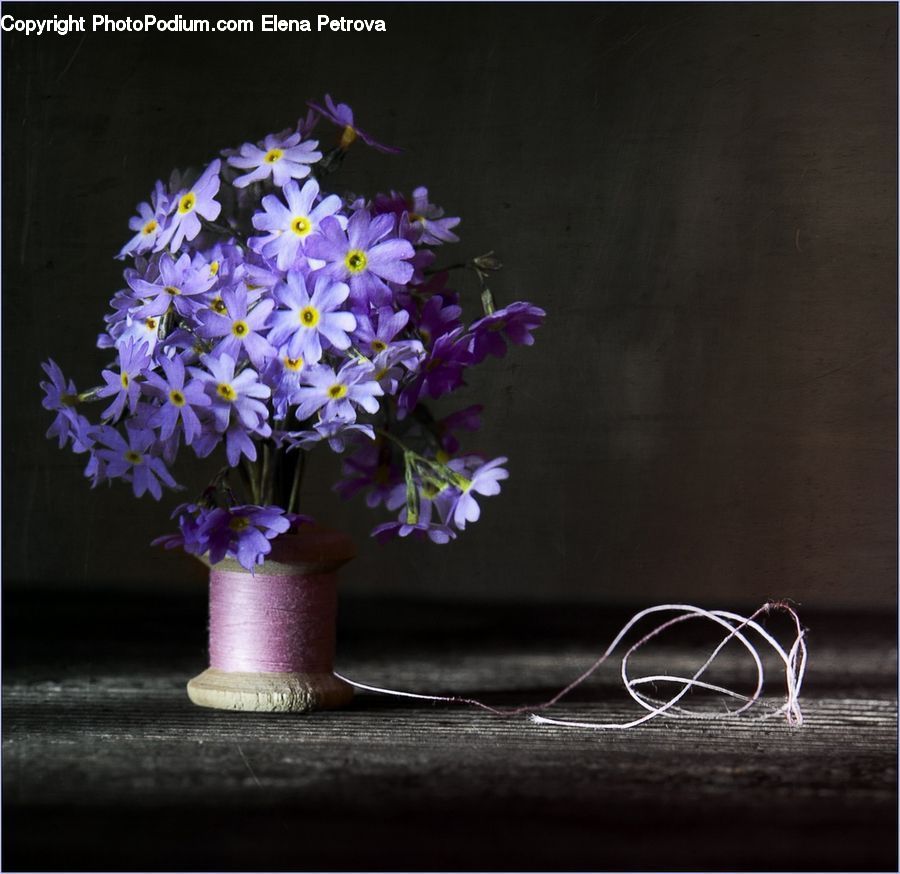 Plant, Potted Plant, Blossom, Flower, Lilac, Flora, Violet