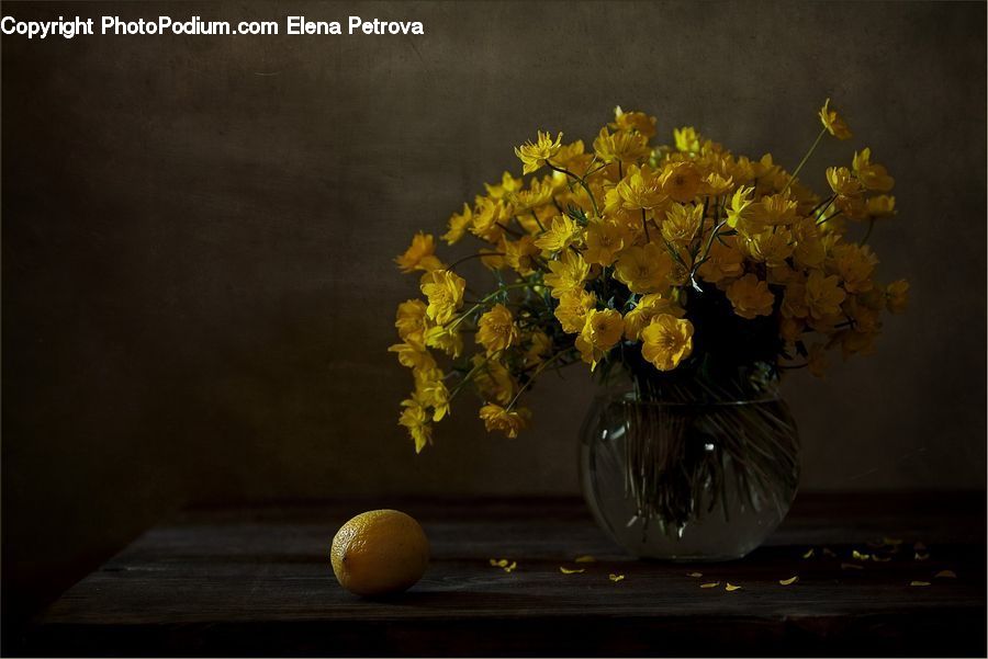 Citrus Fruit, Fruit, Orange, Plant, Potted Plant, Jar, Porcelain