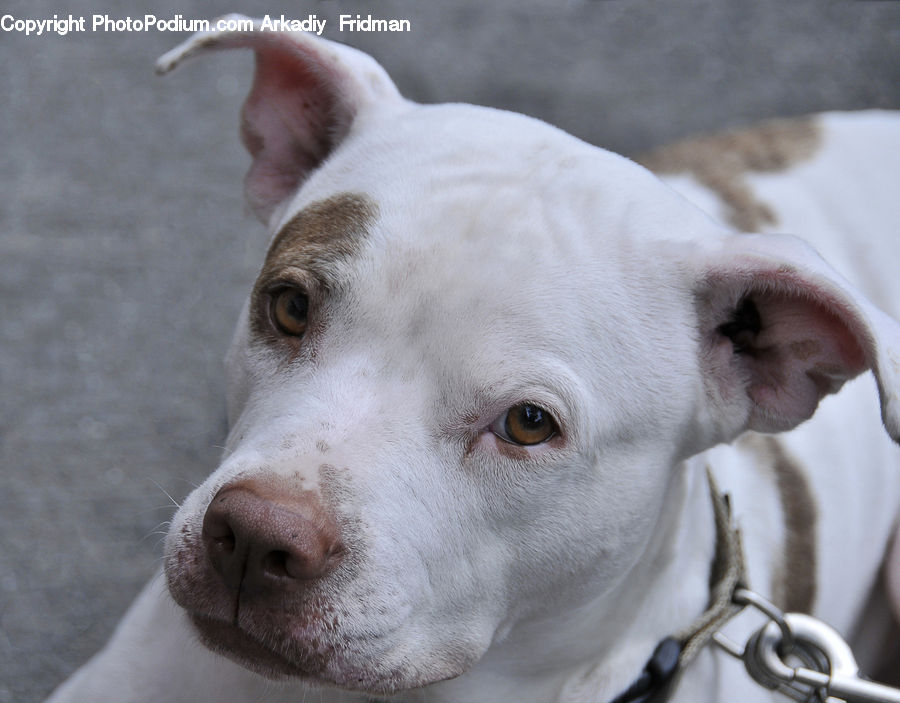 Animal, Bulldog, Dog, Pet, Pitbull, Canine, Mammal