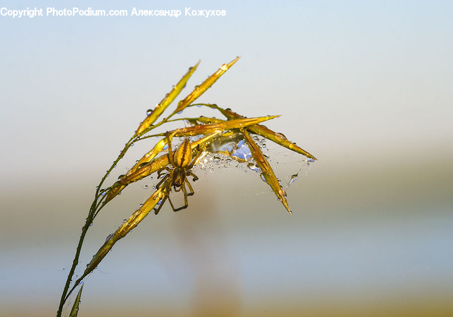 Conifer, Fir, Plant, Tree, Arachnid, Garden Spider, Insect