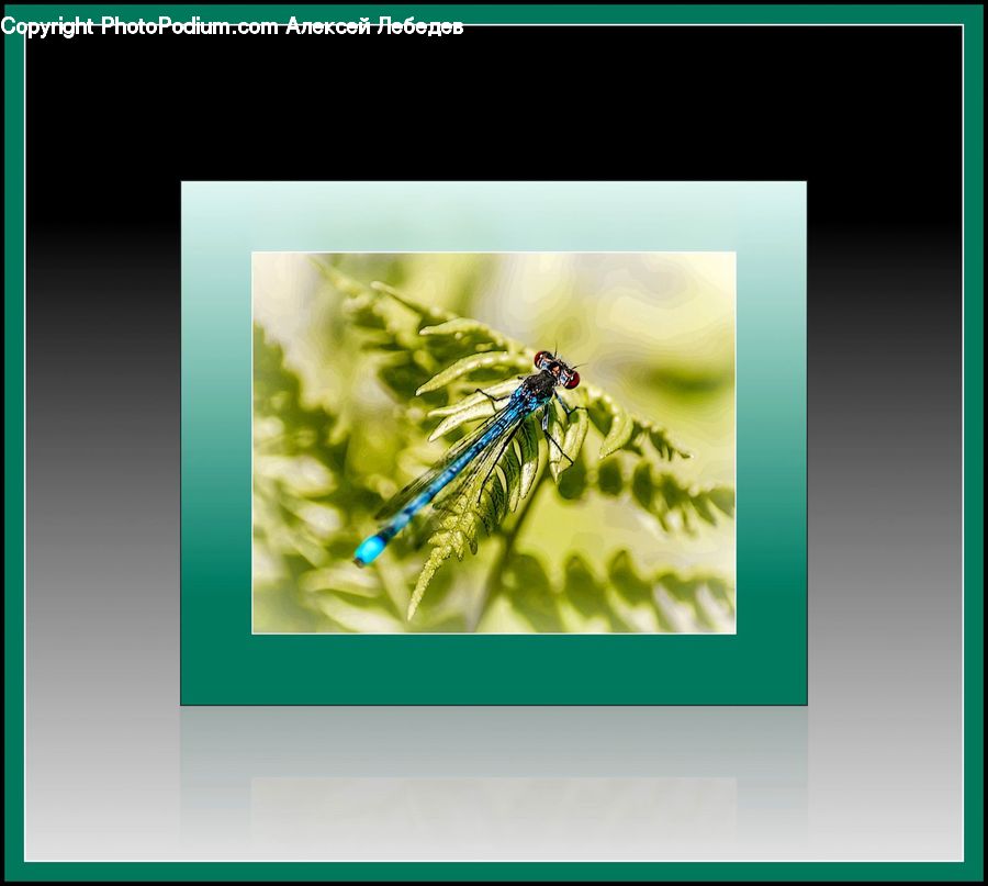 Anisoptera, Dragonfly, Insect, Invertebrate, Collage, Poster, Text