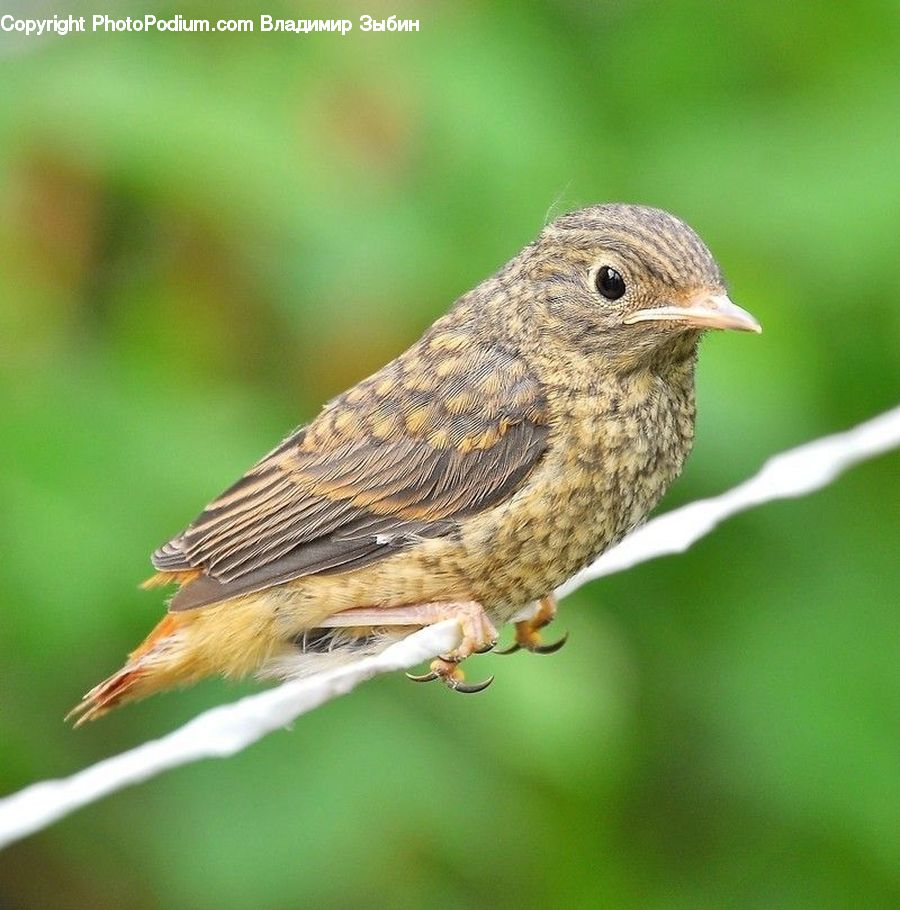 Bird, Finch, Anthus, Wren