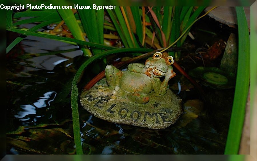 Amphibian, Frog, Wildlife, Cucumber, Vegetable, Floral Design, Flower