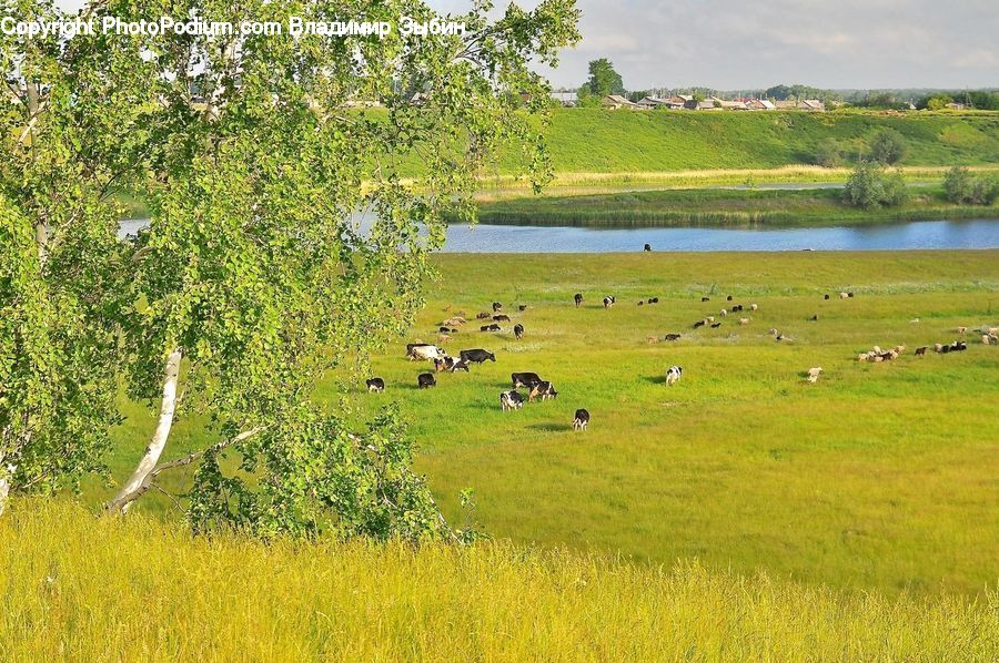 Field, Grass, Grassland, Land, Outdoors, Countryside, Grazing