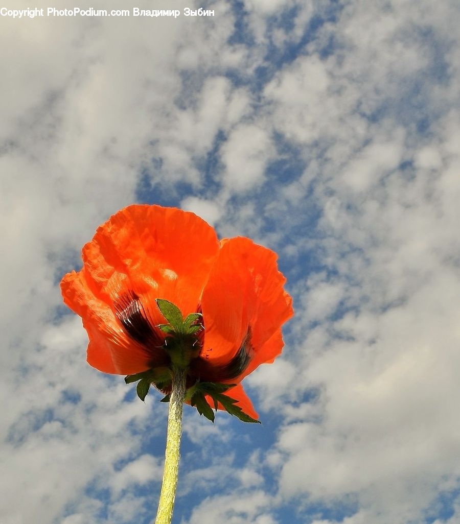 Blossom, Flora, Flower, Plant, Poppy, Geranium, Amaryllis