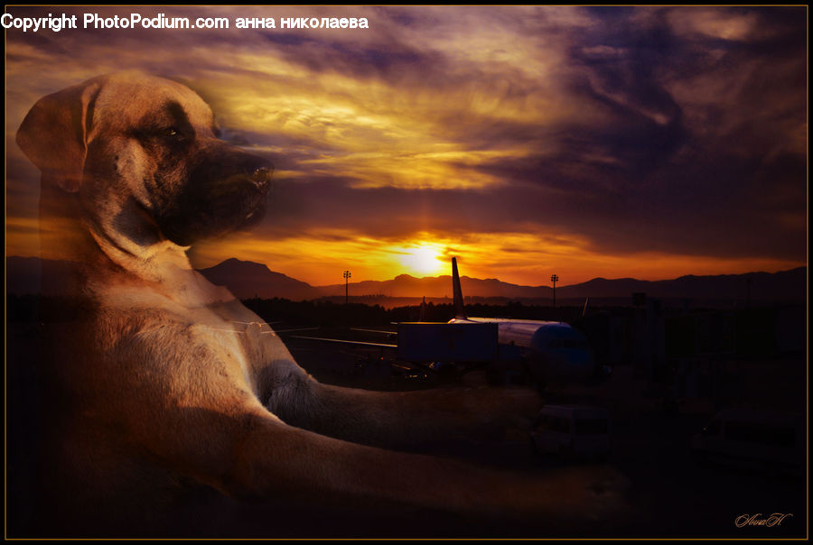 Animal, Boxer, Bulldog, Canine, Dog, Mammal, Pet
