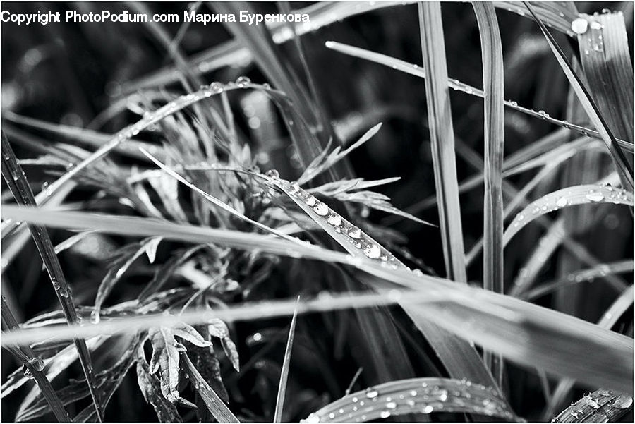 Frost, Ice, Outdoors, Snow, Blossom, Flora, Flower