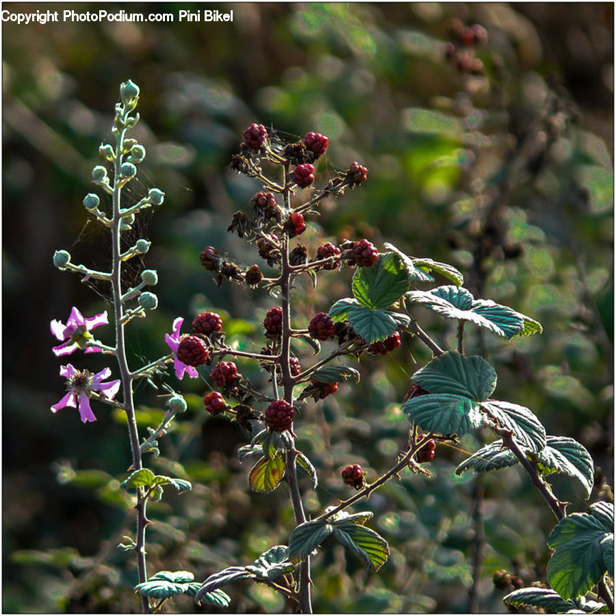 Plant, Blossom, Flora, Flower, Bush, Vegetation, Blueberry