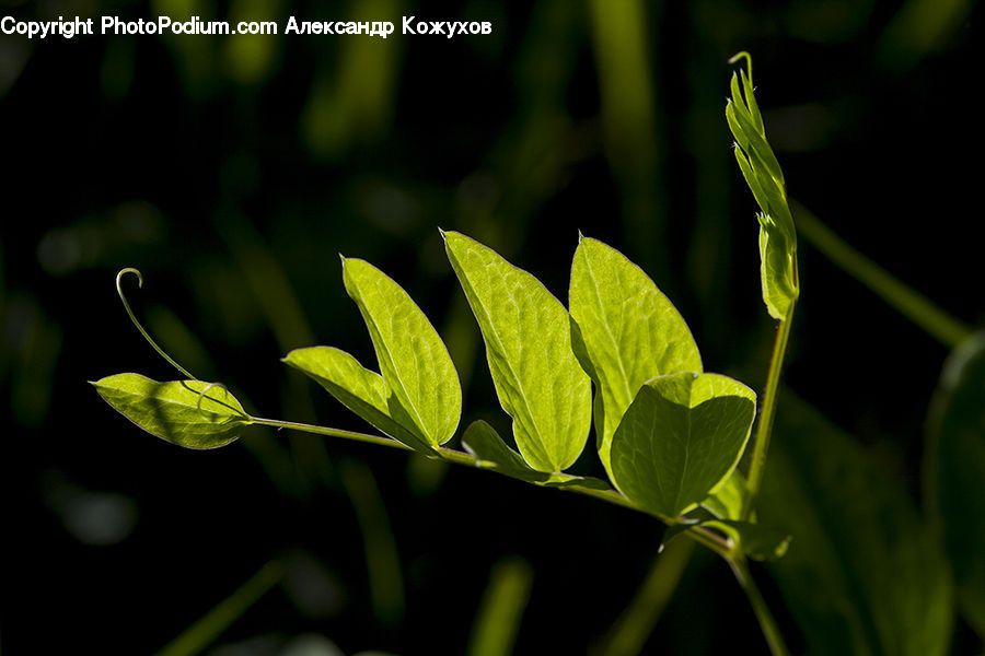 Plant, Blossom, Flora, Flower, Field, Grass, Grassland