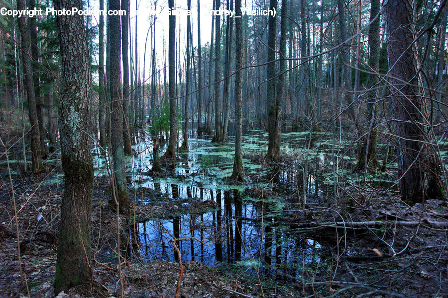 Land, Marsh, Outdoors, Swamp, Water, Forest, Vegetation