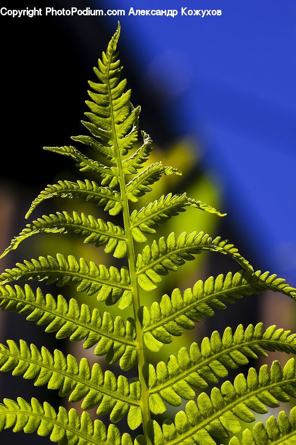 Fern, Plant, Conifer, Fir, Tree