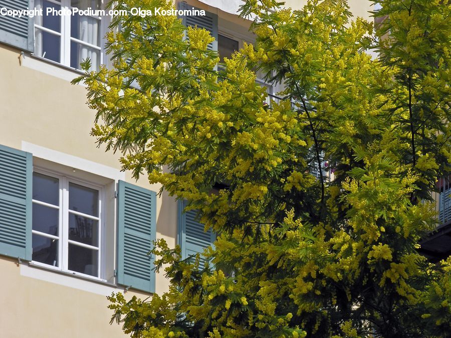Shutter, Window, Window Shade, Building, Housing, Plant, Tree