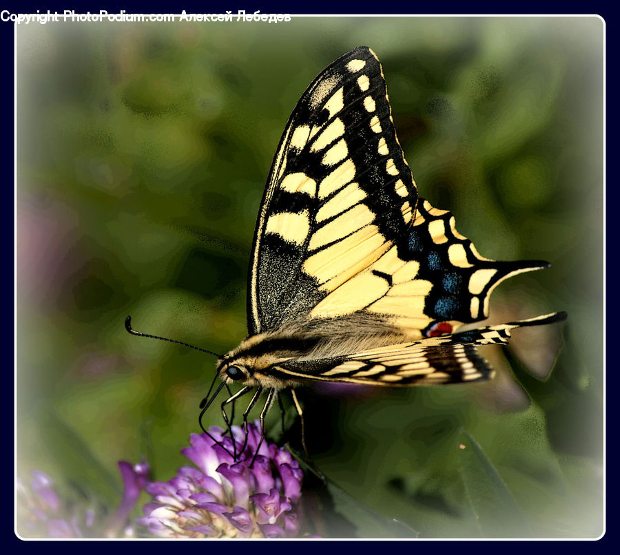 Butterfly, Insect, Invertebrate