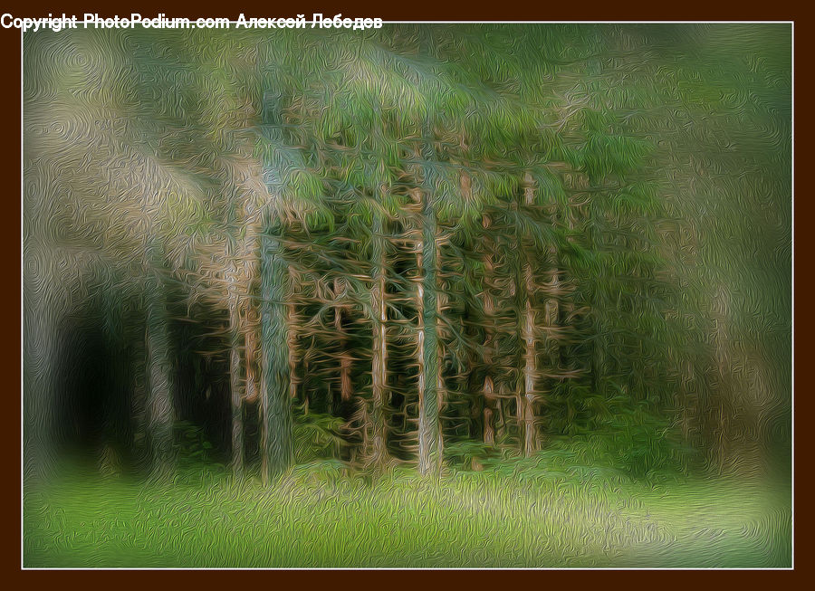 Field, Grass, Grassland, Plant, Conifer, Fir, Pine