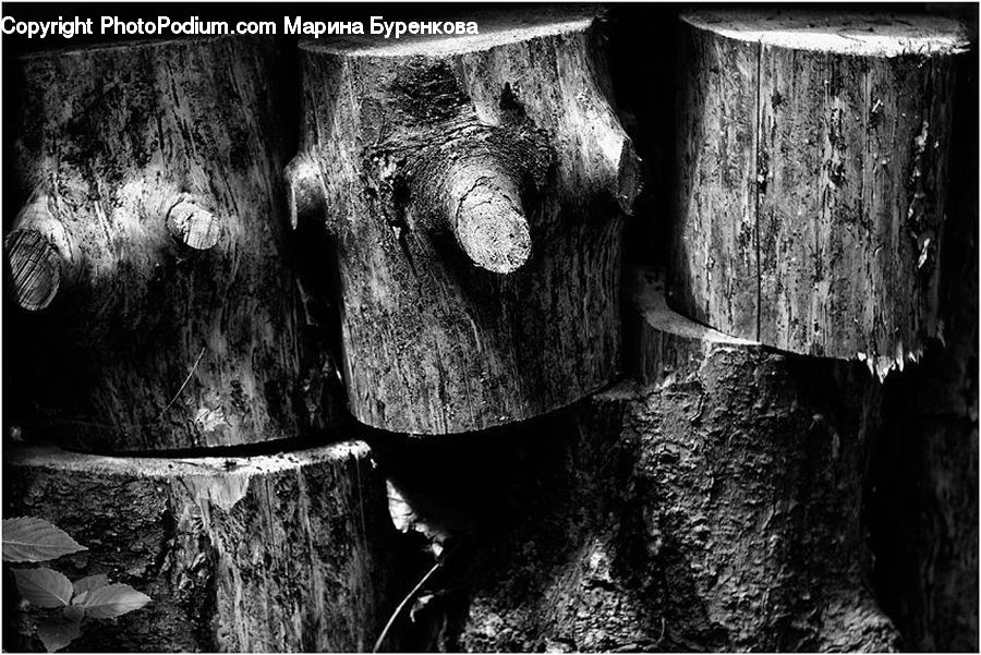 Collage, Poster, Plant, Tree, Oak, Wood
