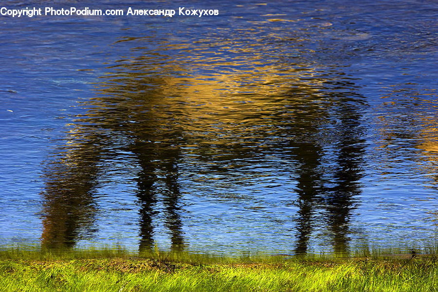 Field, Grass, Grassland, Plant, Outdoors, Ripple, Water