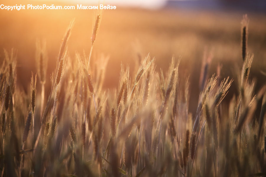 Field, Grass, Grassland, Plant, Grain, Wheat