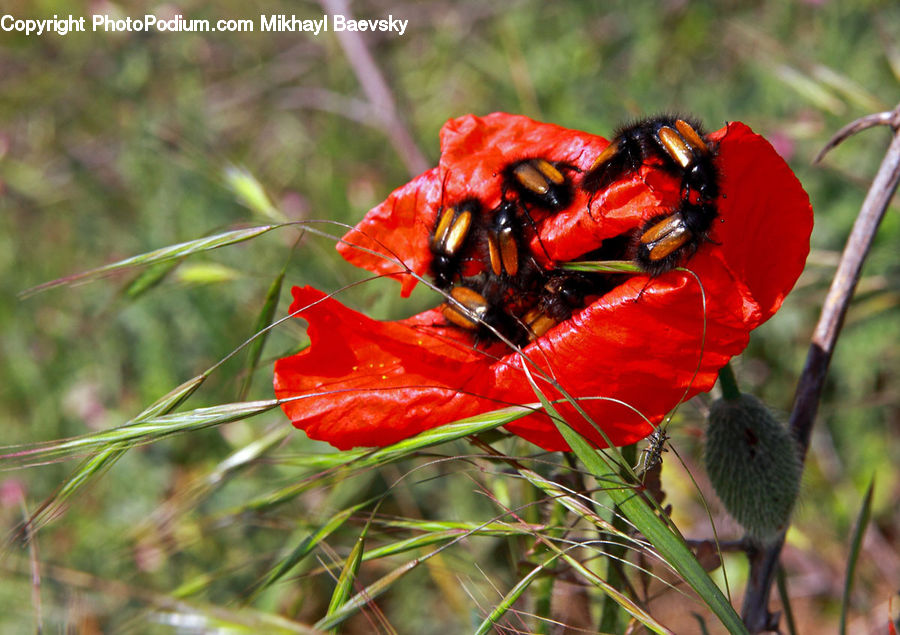 Insect, Invertebrate, Bee, Blossom, Flora, Flower, Plant