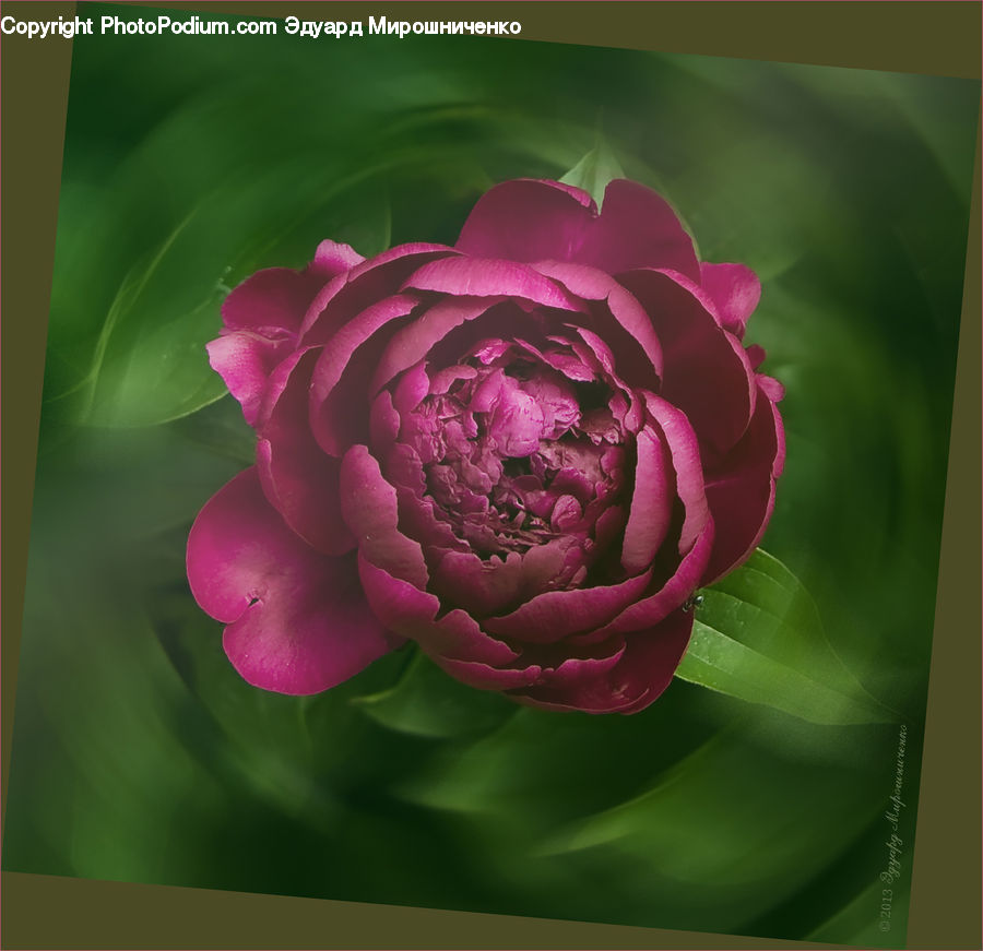 Blossom, Flower, Peony, Plant, Carnation, Flora, Flower Arrangement