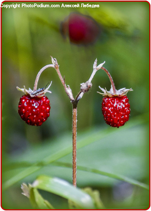 Fruit, Raspberry, Strawberry, Cherry, Blossom, Flora, Flower