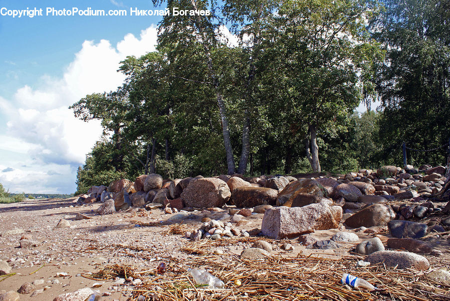 Lumber, Rock, Rubble, Forest, Vegetation, Fir, Grove