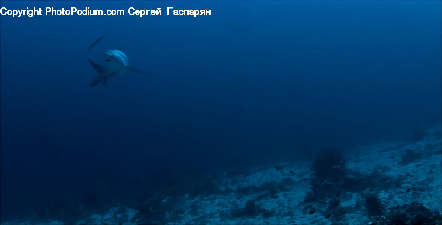 Coral Reef, Outdoors, Reef, Sea, Sea Life, Water, Manta Ray