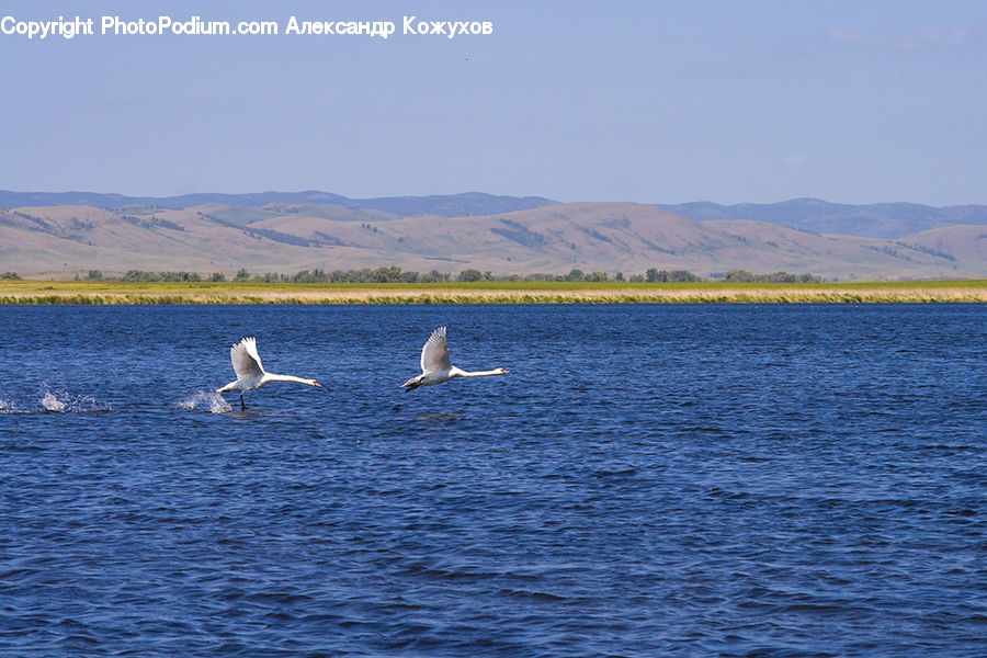 Bird, Crane Bird, Heron, Pelican, Waterfowl, Leisure Activities, Swan