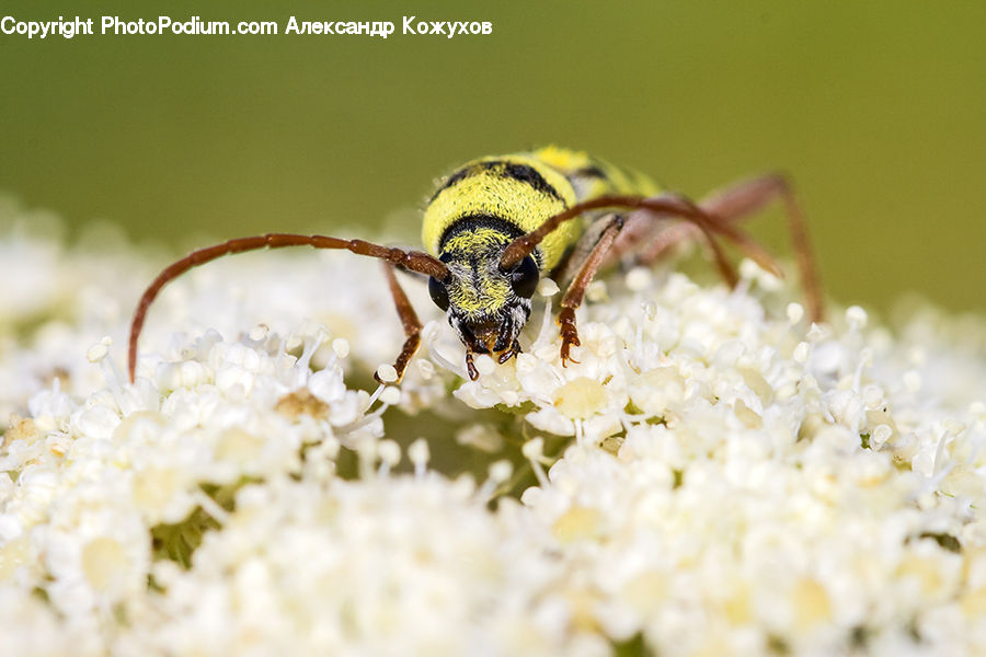 Bee, Insect, Invertebrate, Hornet, Wasp, Arachnid, Garden Spider