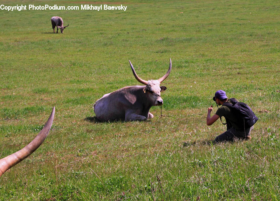 People, Person, Human, Angus, Animal, Bull, Mammal