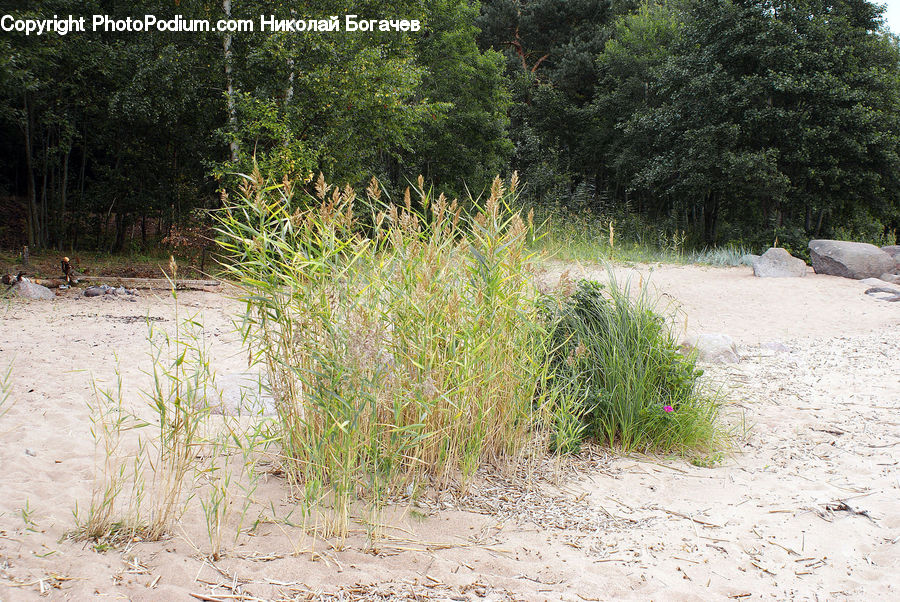 Herbal, Herbs, Plant, Planter, Field, Grass, Grassland
