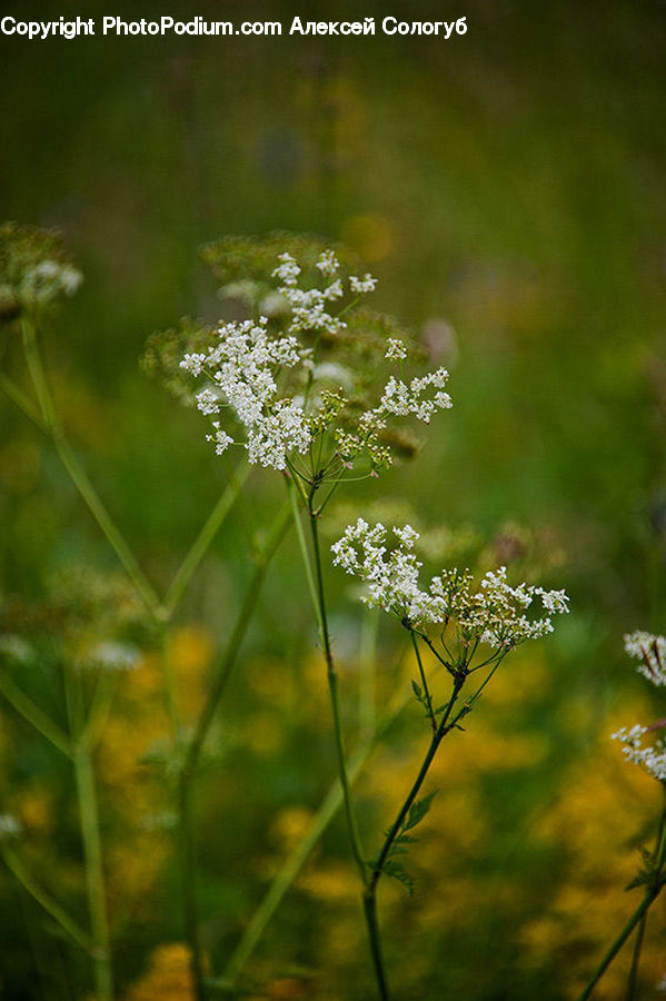 Dill, Plant, Apiaceae, Blossom, Flora, Flower, Field