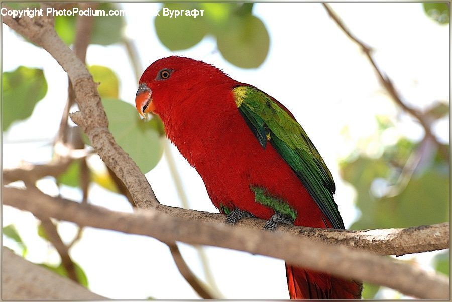 Bird, Macaw, Parrot, Parakeet, Beak, Bee Eater, Head
