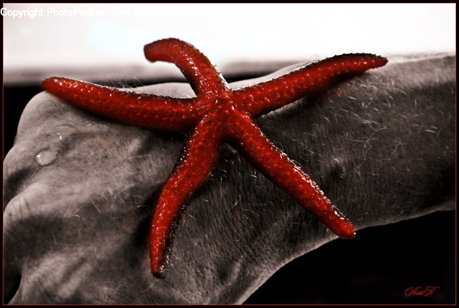 Invertebrate, Sea Life, Starfish, Cushion, Home Decor, Pillow