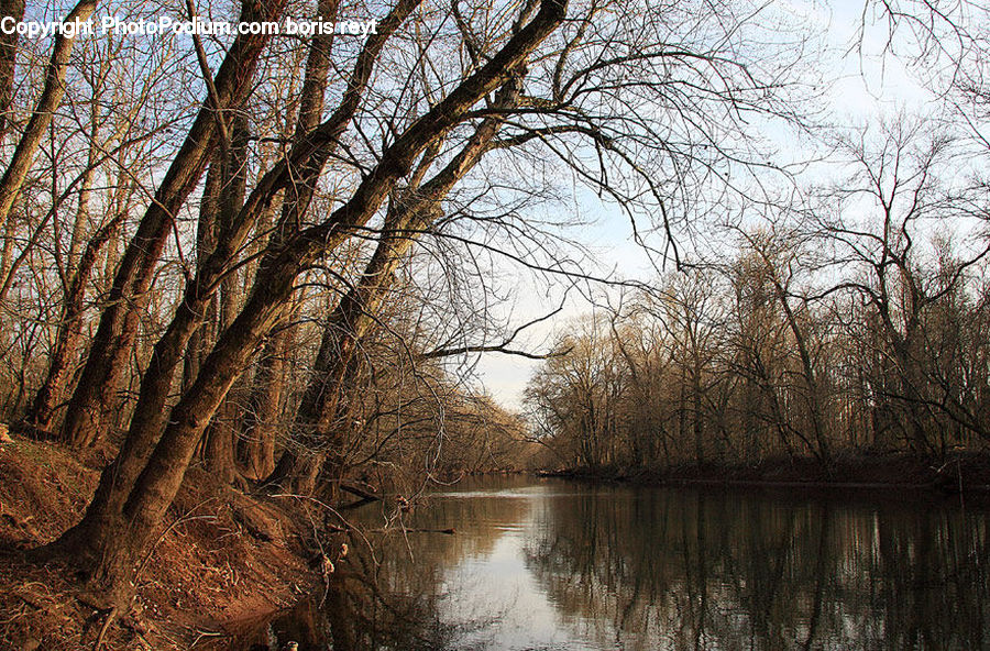 Birch, Tree, Wood, Outdoors, River, Water, Plant
