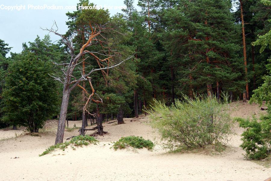 Plant, Tree, Conifer, Fir, Outdoors, Wilderness, Spruce
