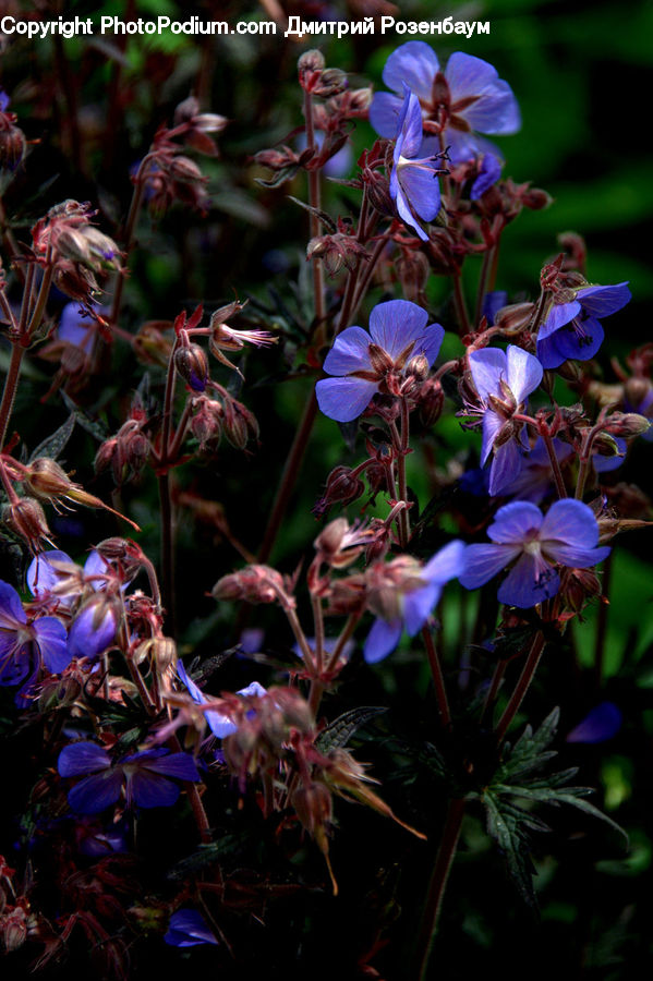 Blossom, Flora, Flower, Geranium, Plant, People, Person